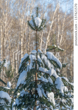 Snow capped conifer crown against pale trees, delicate balance of powder on upper branches, warm backlight creating soft glow, textured needles visible, gentle winter stillness Snow capped conifer crown against pale trees, delicate balance of powder on upper branches, warm backlight creating soft glow, textured needles visible, gentle winter stillness 137821570