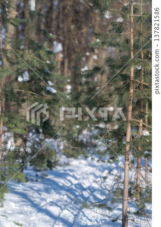 Winter forest glow. Sunlight dances on icy pines. Frosted greenery illuminated by gentle sunlight glow. Sparkling frost adorns evergreen branches with dreamy winter atmosphere Winter forest glow. Sunlight dances on icy pines. Frosted greenery illuminated by gentle sunlight glow. Sparkling frost adorns evergreen branches with dreamy winter atmosphere 137821586