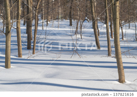 Chilly outdoor setting showing snowdraped trees and shadowed forest floor. Frosty winter environment with snowblanketed trees and contrasting shadows across terrain Chilly outdoor setting showing snowdraped trees and shadowed forest floor. Frosty winter environment with snowblanketed trees and contrasting shadows across terrain 137821616