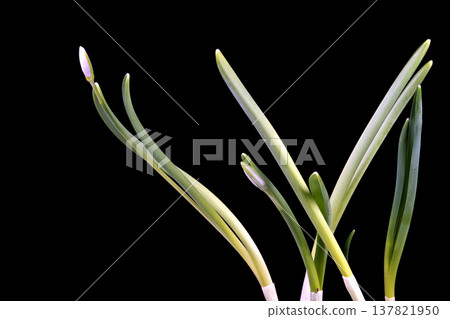 Delicate white snowdrops against dark backdrop. Graceful snowdrop blossoms with green stems and closed buds. Beautiful white snowdrops on black background with soft lighting 137821950