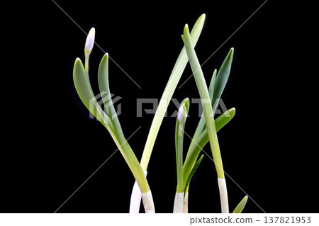 Plant detail image. Closeup of snowdrop stems. Highcontrast studio photo of blooming snowdrops. Scientificstyle image showcasing snowdrop buds and leaves against dark background 137821953