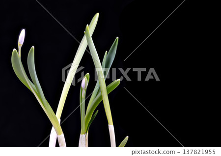 Elegant minimalistic floral presentation. Delicate snowdrop buds with green stems. Refined botanical illustration of snowdrop blooms on stark dark backdrop Elegant minimalistic floral presentation. Delicate snowdrop buds with green stems. Refined botanical illustration of snowdrop blooms on stark dark backdrop 137821955