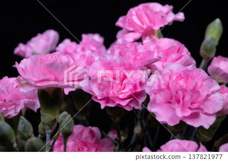 Pink carnation macro showing ruffled texture, fine petal veins and delicate gradients captured with studio lighting for packaging, botanical reference and highend editorial 137821977
