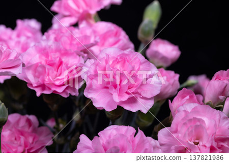 Pink carnation arranged in vintage still life mood, muted tones and soft contrast bring nostalgic elegance, layered petals and textured stems evoke timeless charm for editorial 137821986
