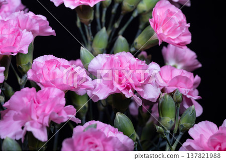 Pink carnation thriving in balcony planter, bright clusters of blooms contrasted with urban background, adds cheerful pop to small outdoor spaces and city gardening 137821988