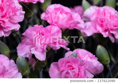 Delicate pink carnations highlighted against dark contrasting background. Array of pink carnations exhibiting detailed textures and soft illumination for botanical appreciation 137822090