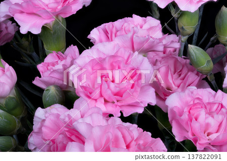 Pink carnations showcasing buds and blooming petals dynamically. Beautiful pink carnation stems featuring buds and vibrant open blossoms naturally growthoriented Pink carnations showcasing buds and blooming petals dynamically. Beautiful pink carnation stems featuring buds and vibrant open blossoms naturally growthoriented 137822091