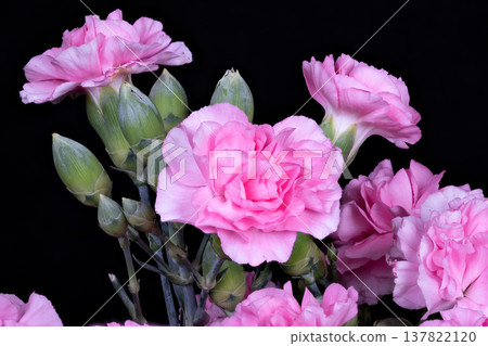 Elegant floral display. Graceful pink carnation on striking black backdrop. Charming pink carnation blossom showcased in minimalist and sophisticated photographic style Elegant floral display. Graceful pink carnation on striking black backdrop. Charming pink carnation blossom showcased in minimalist and sophisticated photographic style 137822120
