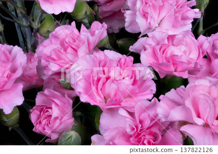 Detailed flower examination. Closeup of pink carnation petals. Analysis highlights petal texture and color variations. Micrographic study uncovers veins and shading in blossoms 137822126