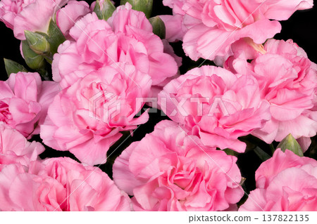 Tightly packed vibrant pink carnations with lush green sepals contrast. Collection of lively pink carnations with rich green sepals creating romantic atmosphere Tightly packed vibrant pink carnations with lush green sepals contrast. Collection of lively pink carnations with rich green sepals creating romantic atmosphere 137822135
