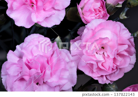 Fresh pink carnation bunch styled for spring market imagery, lively petals and unopened buds suggesting seasonal freshness, ideal for florist listings and promotions 137822143