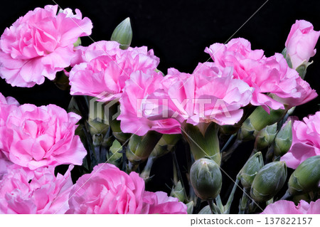 Sophisticated carnations serve as beautiful wedding decoration accents. Refined pink flower arrangements perfect for bridal arrangements and festive decoration themes 137822157