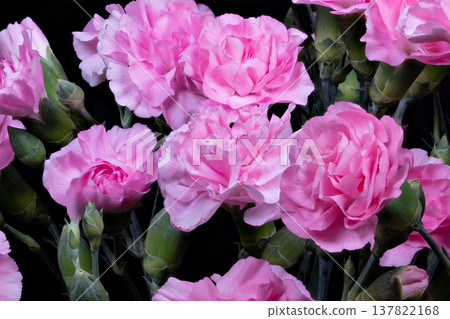 Serene pink carnation images promote relaxation and self care moments. Relaxing visuals featuring pink carnations with soothing colors and gentle textures for wellness scenes Serene pink carnation images promote relaxation and self care moments. Relaxing visuals featuring pink carnations with soothing colors and gentle textures for wellness scenes 137822168
