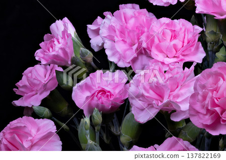 Delicate pink carnation flowers evoking mothers day sentiment, gentle ruffled petals, hopeful mood, soft contrast on dark backdrop, suitable for cards and social campaigns Delicate pink carnation flowers evoking mothers day sentiment, gentle ruffled petals, hopeful mood, soft contrast on dark backdrop, suitable for cards and social campaigns 137822169