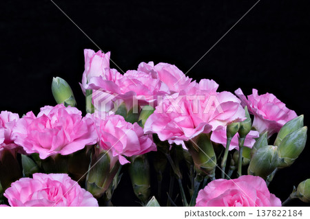 Cluster of pink carnation blooms in studio lighting, black background, ruffled petals, green buds and stems, intimate romantic mood ideal for greeting cards and product hero shots 137822184