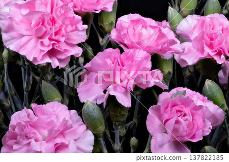 Closeup of pink carnation petals showing delicate texture and soft folds, high detail macro focus, crisp edges and subtle shadowing, botanical study vibe for design use 137822185
