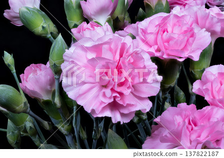 Studio closeup showing pink carnation blooms, velvety petals, tight buds, dark backdrop, soft directional lighting, high detail for florist branding and product hero imagery Studio closeup showing pink carnation blooms, velvety petals, tight buds, dark backdrop, soft directional lighting, high detail for florist branding and product hero imagery 137822187