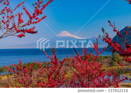 (Shizuoka Prefecture) Mt.Fuji over the sea, Nishiizuida in bloom (Shizuoka Prefecture) Mt.Fuji over the sea, Nishiizuida in bloom 137822218