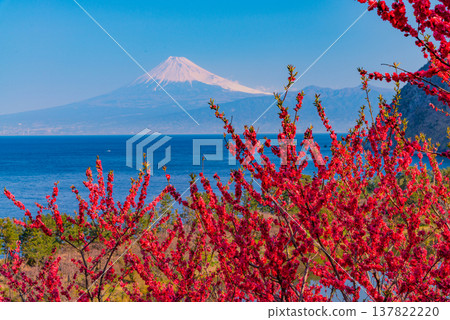 (靜岡縣)海上的富士山,盛開的西伊水伊田 (靜岡縣)海上的富士山,盛開的西伊水伊田 137822220