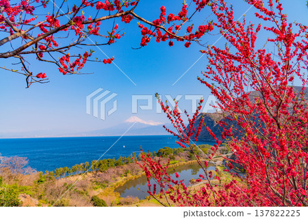 (Shizuoka Prefecture) Mt.Fuji over the sea, Nishiizuida in bloom (Shizuoka Prefecture) Mt.Fuji over the sea, Nishiizuida in bloom 137822225