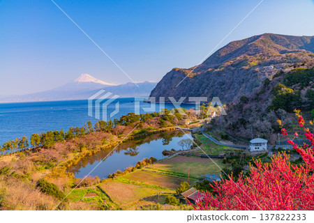 (Shizuoka Prefecture) Mt.Fuji over the sea, Nishiizuida in bloom (Shizuoka Prefecture) Mt.Fuji over the sea, Nishiizuida in bloom 137822233