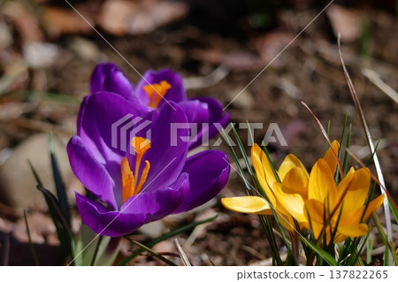 Flowers that tell us the arrival of spring Flowers that tell us the arrival of spring 137822265