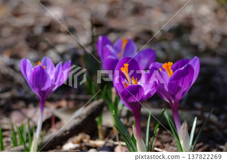 Flowers that tell us the arrival of spring Flowers that tell us the arrival of spring 137822269