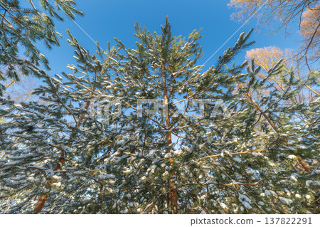 Snowy pine textures. Wintertime snow decorating evergreen limbs delicately. Thick snow covering coniferous tree branches creating detailed textures for backgrounds Snowy pine textures. Wintertime snow decorating evergreen limbs delicately. Thick snow covering coniferous tree branches creating detailed textures for backgrounds 137822291