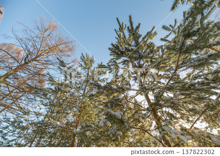 Towering pine trunks reaching toward clear sky, upward composition emphasizes scale and serenity, crisp cold tones, versatile for adventure and mindfulness content Towering pine trunks reaching toward clear sky, upward composition emphasizes scale and serenity, crisp cold tones, versatile for adventure and mindfulness content 137822302