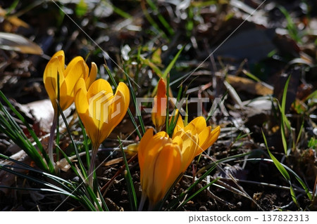 Flowers that tell us the arrival of spring Flowers that tell us the arrival of spring 137822313