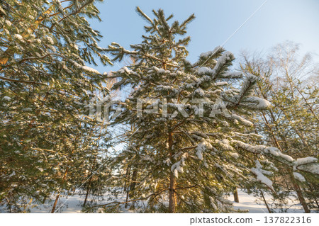 Sunlit winter tranquility. Morning light bathes snowy forest with gentle warmth. Calm winter evening with golden light reflecting off snowcovered pine branches in park Sunlit winter tranquility. Morning light bathes snowy forest with gentle warmth. Calm winter evening with golden light reflecting off snowcovered pine branches in park 137822316
