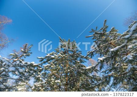 Branches extend into winter sky. Frozen treetops stretch towards open blue sky. Tall treetops laden with snow ascend prominently into expansive and bright winter sky Branches extend into winter sky. Frozen treetops stretch towards open blue sky. Tall treetops laden with snow ascend prominently into expansive and bright winter sky 137822317