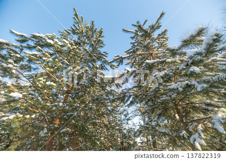 Snowcovered branches form peaceful outlines. Sunlit needles depict serene winter companionship. Two pines amid snow illustrate warmth and steadfast resilience in harmony Snowcovered branches form peaceful outlines. Sunlit needles depict serene winter companionship. Two pines amid snow illustrate warmth and steadfast resilience in harmony 137822319