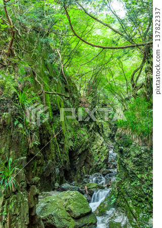 波諾里山白谷峽谷：神秘的峽谷景觀，陡峭的岩壁和清澈的溪流交織在一起。 137822337