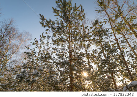 Snowy pine trees in sunlight. Glistening snow crystals cast shadows on white ground. Peaceful winter scene with shining snow and gentle sunlight filtering through trees 137822348