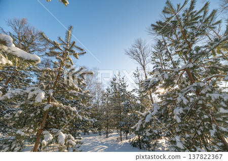 Sparkling snowdrifts under clear blue sky. Vivid winter scene with sunlight shining on pines. Frozen woodland scene illuminated by warm sunlight and glistening snow formations Sparkling snowdrifts under clear blue sky. Vivid winter scene with sunlight shining on pines. Frozen woodland scene illuminated by warm sunlight and glistening snow formations 137822367