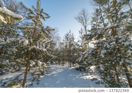 Secluded snowy grove framed by pines, winding path disappears into dense conifers, dappled sunlight filters through branches, hushed quiet, ideal backdrop for forest escape imagery Secluded snowy grove framed by pines, winding path disappears into dense conifers, dappled sunlight filters through branches, hushed quiet, ideal backdrop for forest escape imagery 137822369