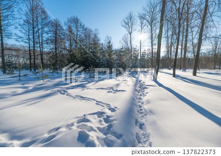 Narrow sunlit track across fresh snow, footsteps mark path through open park, tall trunks create striped long shadows, bright winter light, serene outdoor mood for mindful walking 137822373