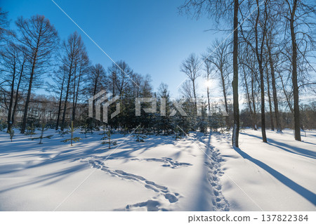 Bright winter landscape. Snowy path beneath clear skies. Sunny snowcovered trail with shadowed surroundings. Sunshine illuminates icy track among silent white trees Bright winter landscape. Snowy path beneath clear skies. Sunny snowcovered trail with shadowed surroundings. Sunshine illuminates icy track among silent white trees 137822384