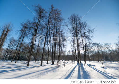 Birch trees shadows. Open park with blue sky. Expansive birch forest with shadows and blue sky. Vast open space of birch trees casting long shadows beneath clear blue sky 137822392