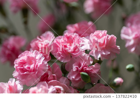 Pink blossom centerpiece on table, festive wedding styling with clustered carnations, soft sunlight highlights, pastel palette, refined elegant mood, celebration prep scene Pink blossom centerpiece on table, festive wedding styling with clustered carnations, soft sunlight highlights, pastel palette, refined elegant mood, celebration prep scene 137822410