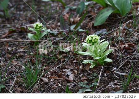 Sprout from under the first snow in spring Sprout from under the first snow in spring 137822529