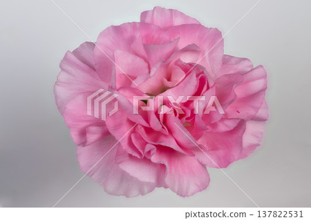 Closeup dew flower. Romantic stillness captured in velvet petal closeup with dew. Floral editorial featuring pink carnation blossoms with dewdrops and velvet ruffled petals Closeup dew flower. Romantic stillness captured in velvet petal closeup with dew. Floral editorial featuring pink carnation blossoms with dewdrops and velvet ruffled petals 137822531