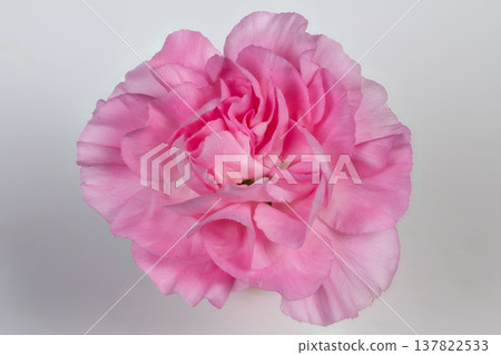 Weddingready pink carnation boutonniere display, single bloom showcased for styling inspiration and stationery shoots, delicate romantic tone for ceremony design Weddingready pink carnation boutonniere display, single bloom showcased for styling inspiration and stationery shoots, delicate romantic tone for ceremony design 137822533