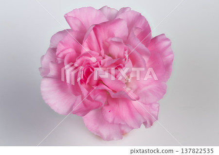 Petal texture of pink carnation revealed in close detail, layered ruffles and fine veining create abstract pattern suitable for editorial art and textile inspiration 137822535