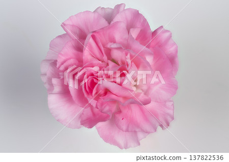 Delicate pink carnation suggests fragrance narrative, airy highkey composition with luminous petals and soft edges tailored for perfume and beauty campaigns, elegant editorial feel 137822536