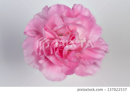 Studio shot showcasing petal pattern and flower center details. Precise photograph illustrating petal configuration and floral core against neutral background for cataloging 137822537