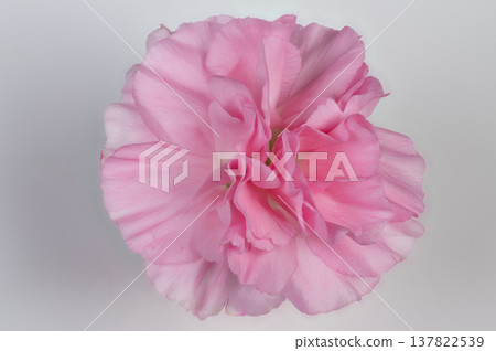 Soft lighting highlights petal details. Botanical image showcasing ruffled petals and dew texture. Closeup photography capturing delicate ruffled edges and subtle dew on petals Soft lighting highlights petal details. Botanical image showcasing ruffled petals and dew texture. Closeup photography capturing delicate ruffled edges and subtle dew on petals 137822539