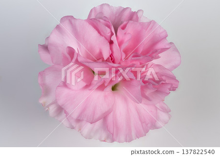 Pink flower branding. Contemporary pink carnation imagery for branding and advertising. Vibrant pink carnations styled for influencer content and modern marketing visuals 137822540