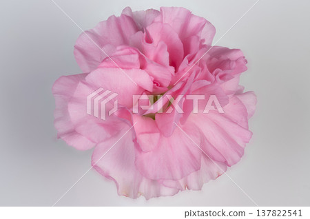 Detailed research documentation of pink carnation botanical specimen. Educational study involving microscopic analysis of pink carnations for taxonomy and research 137822541
